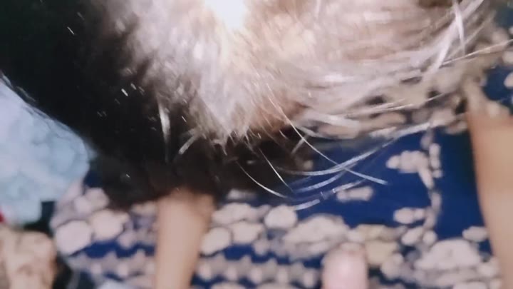 Video terbaru Crot di dalam vagina sempit xHamster