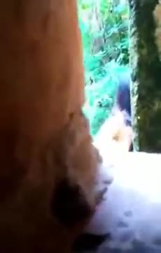 Ngintip ABG ngentot di hutan - d60n5do5wjrj - Bokep Indo - indo.bokep22.com